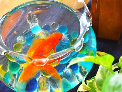 風水 金魚 色|金魚には金運アップの効果あり！理由や金魚の選び方・飼い方を。